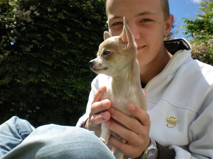 Chihuahua Monti *  - mig og mors bedste ven..  billede 6