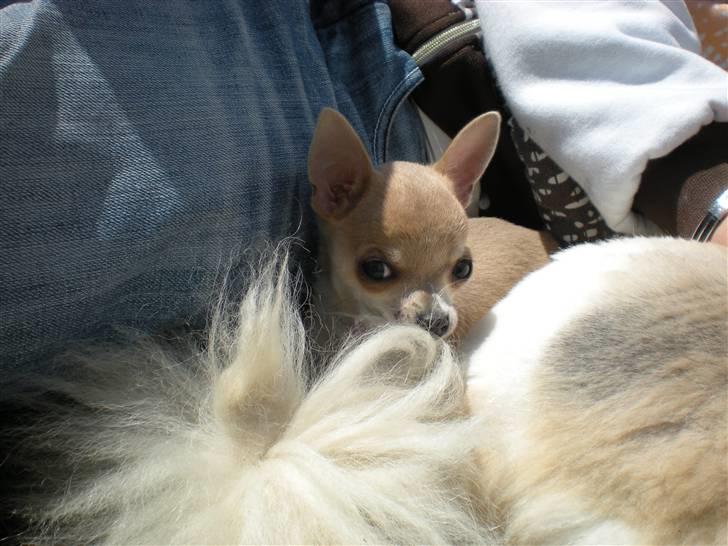 Chihuahua Monti *  - hannbal´s hale smager godt ;)  billede 7
