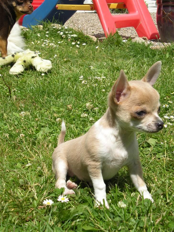 Chihuahua Monti *  billede 8