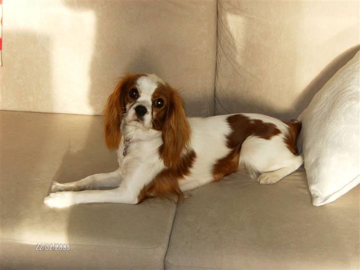 Cavalier king charles spaniel Gaia - Aadalens  - Nyder tilværelsen på sofaen billede 1