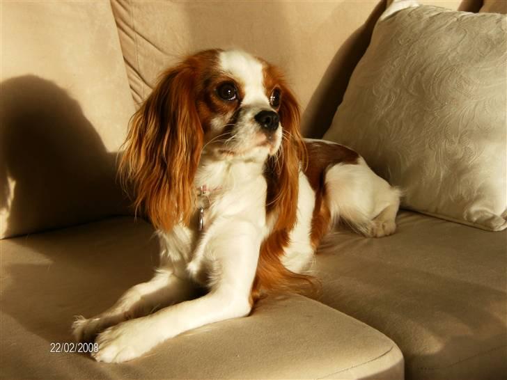 Cavalier king charles spaniel Gaia - Aadalens  billede 2