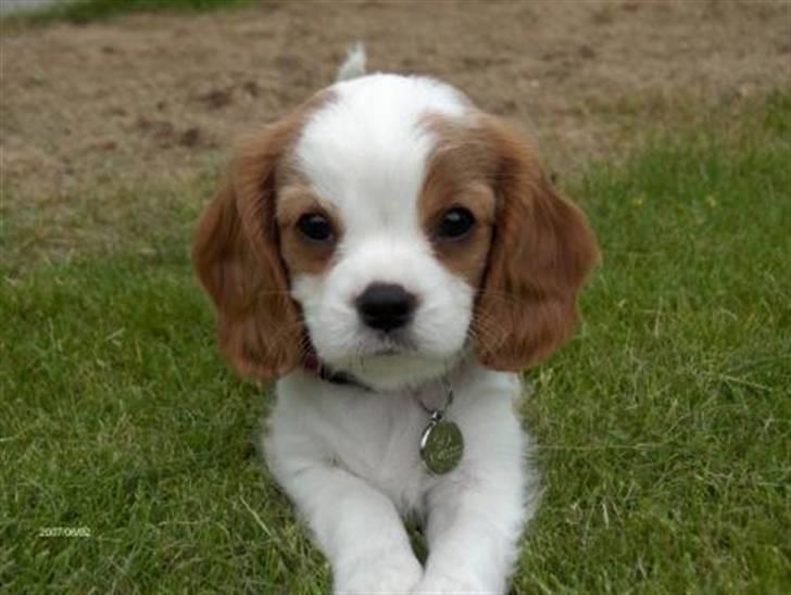 Cavalier king charles spaniel Gaia - Aadalens  billede 3