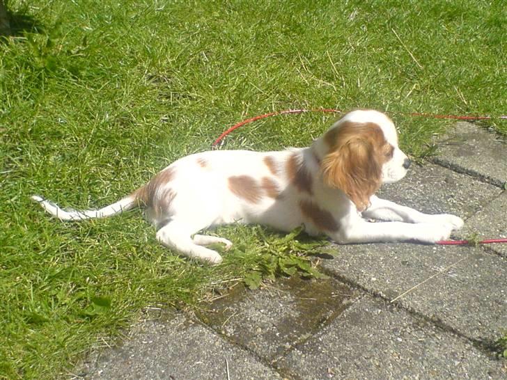 Cavalier king charles spaniel Gaia - Aadalens  - Nyder solen billede 4