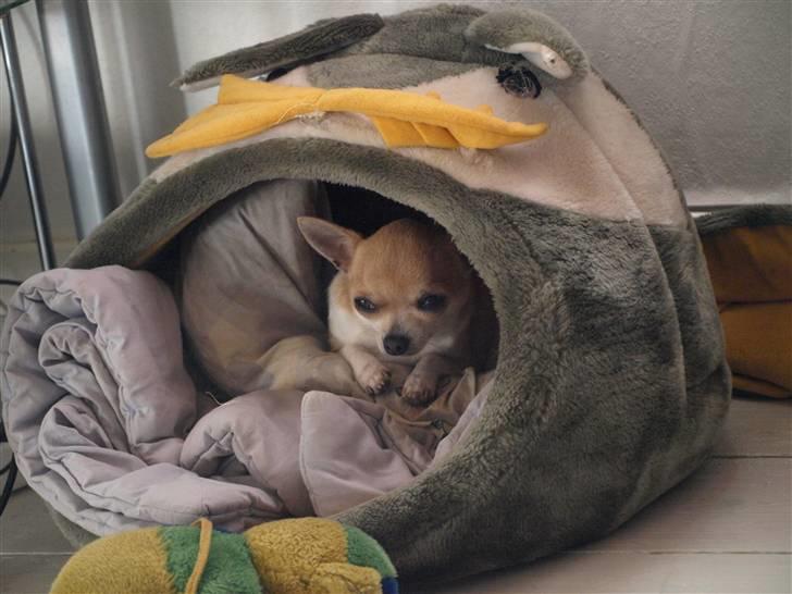 Chihuahua Monti *  - nyt billede 10