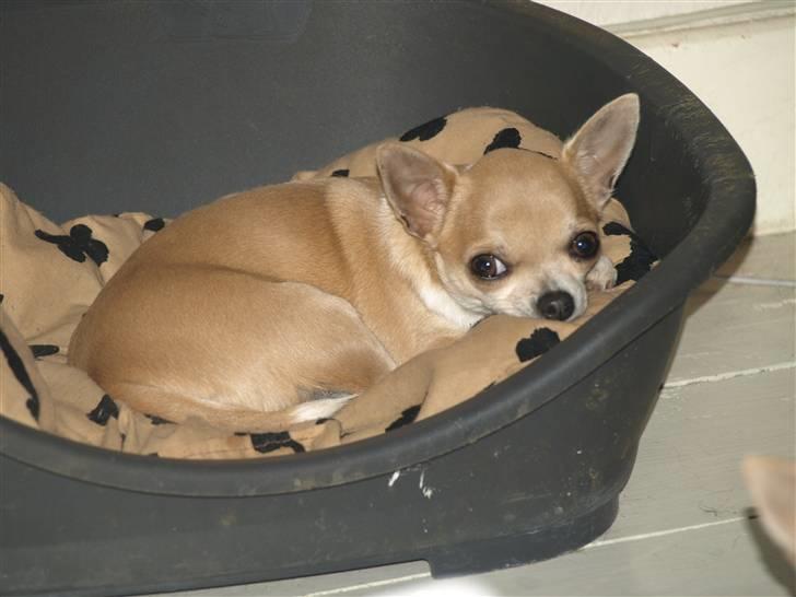 Chihuahua Monti *  - nyt billede 11