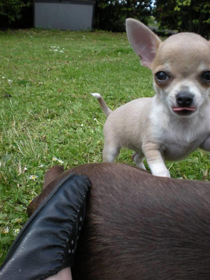 Chihuahua Monti *  billede 12