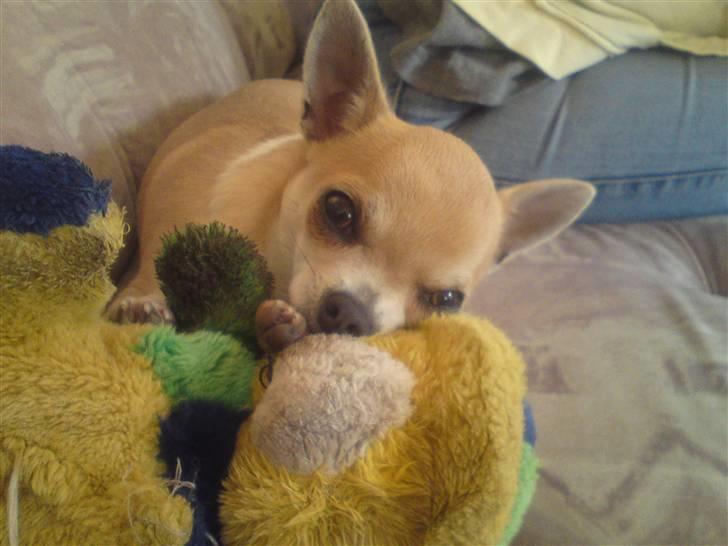 Chihuahua Monti *  - Putter på doser´s bamse ..  billede 13