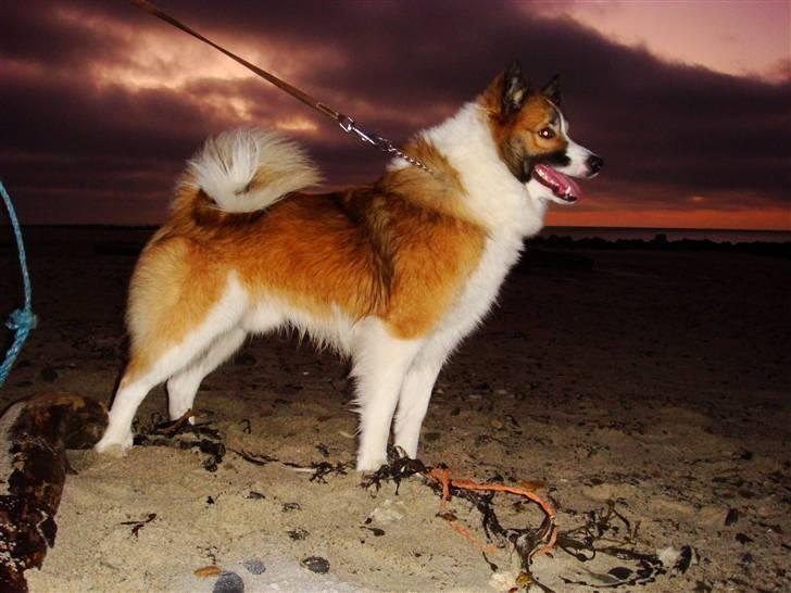 Islandsk fårehund Jack billede 1