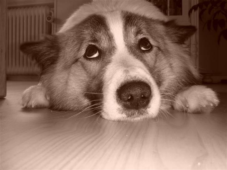 Islandsk fårehund Jack billede 2