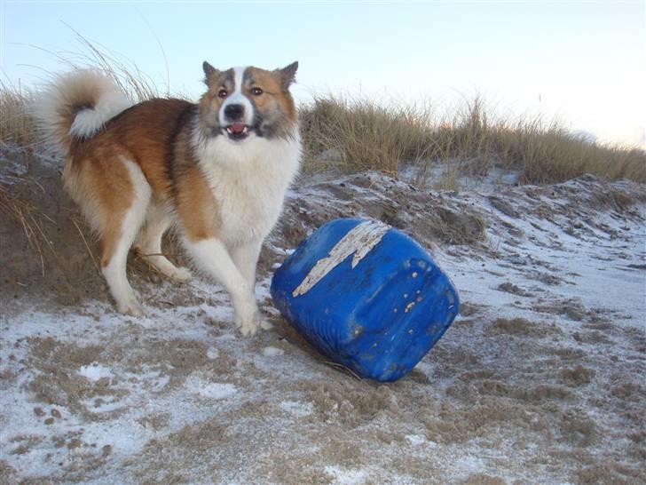 Islandsk fårehund Jack billede 3