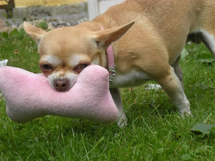 Chihuahua Solajma billede 15