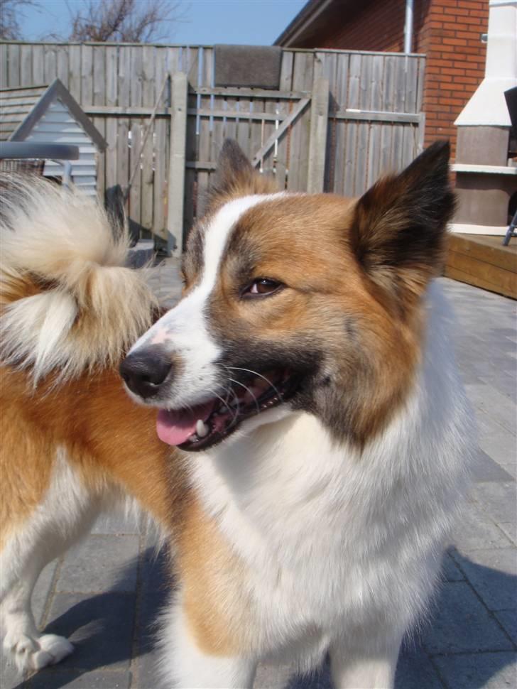 Islandsk fårehund Jack billede 4