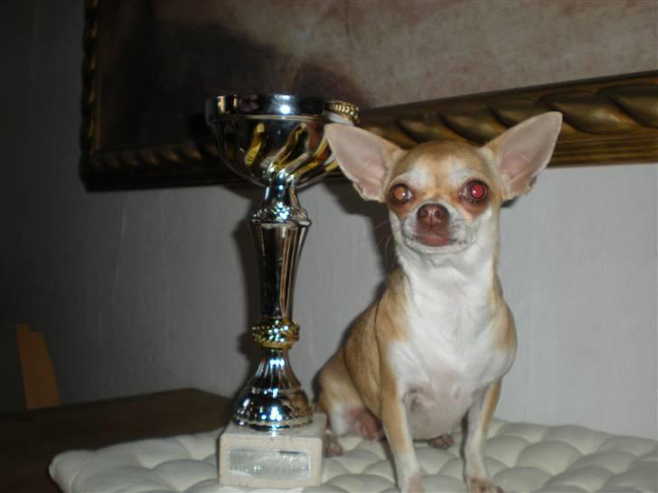 Chihuahua Solajma billede 16