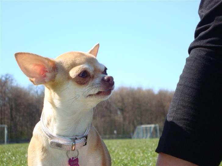 Chihuahua Solajma billede 17