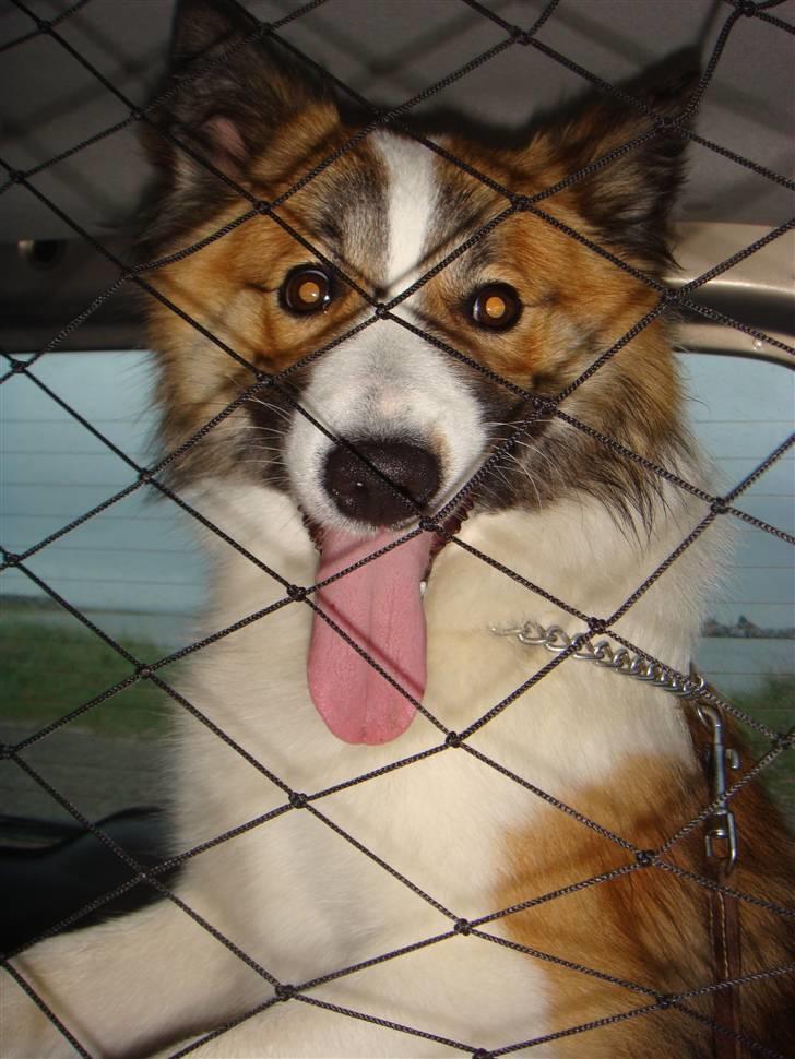 Islandsk fårehund Jack billede 5