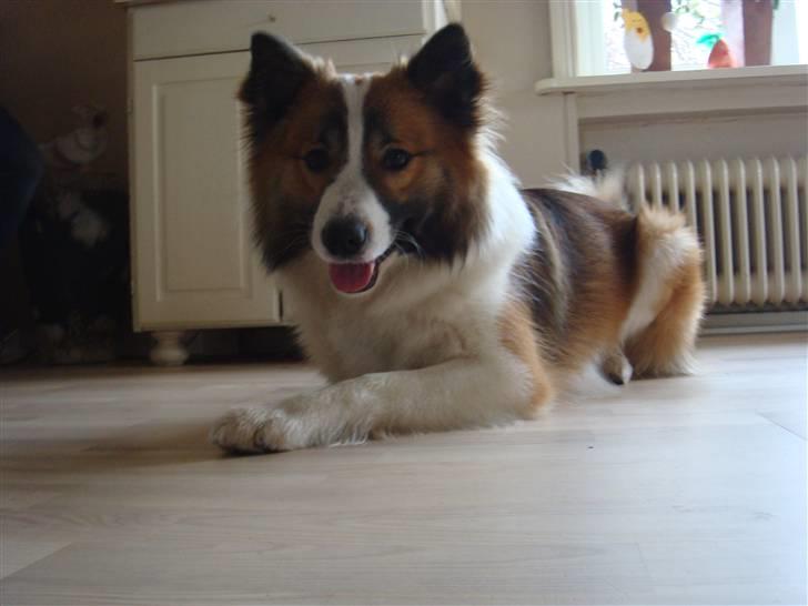 Islandsk fårehund Jack billede 6