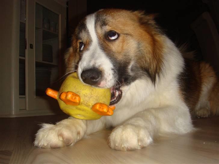 Islandsk fårehund Jack billede 7