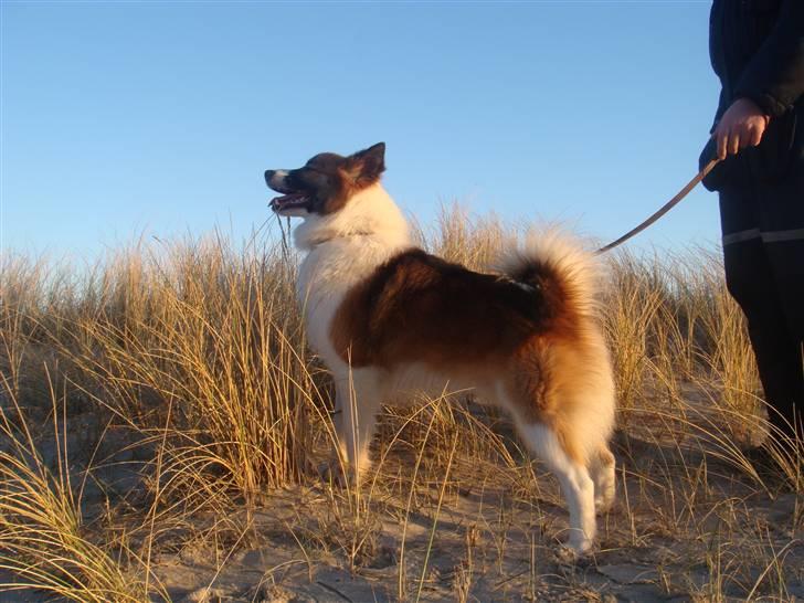 Islandsk fårehund Jack billede 8