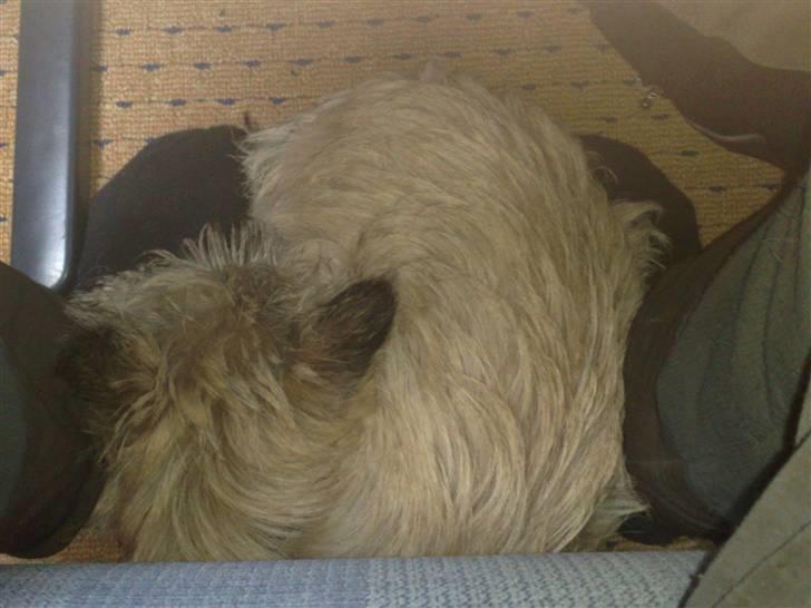 Cairn terrier Molly<3 billede 16