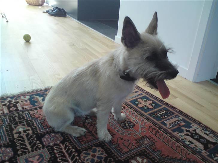 Cairn terrier Molly<3 billede 17