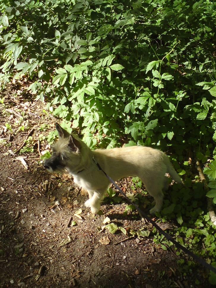 Cairn terrier Molly<3 billede 18