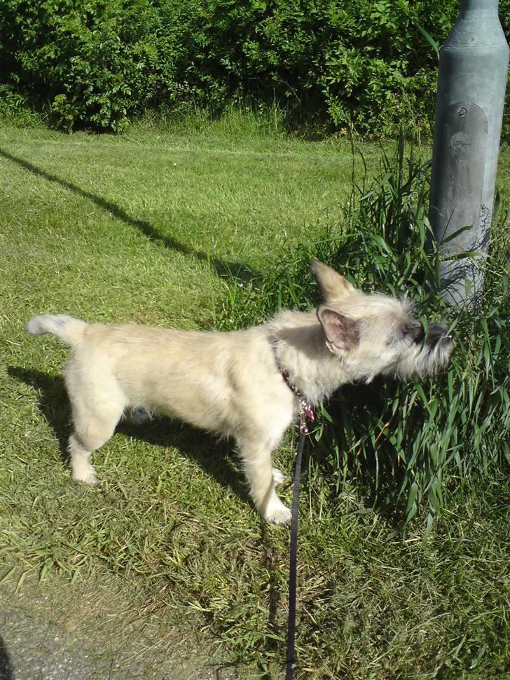 Cairn terrier Molly<3 billede 19