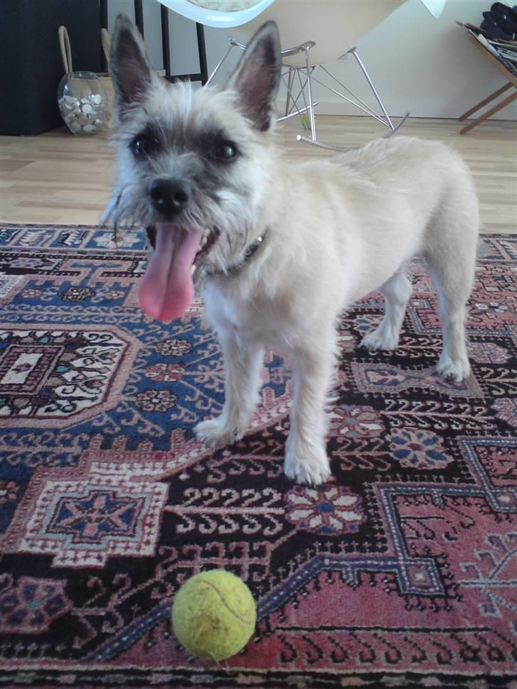 Cairn terrier Molly<3 billede 20