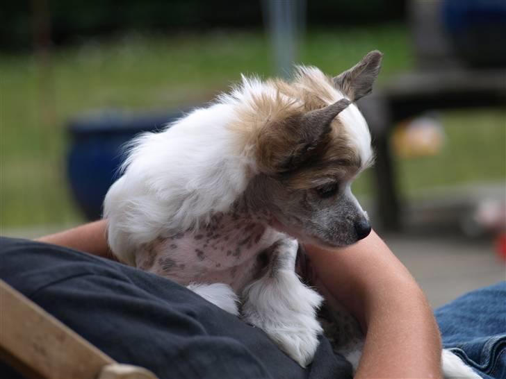 Chinese crested hårløs Dee-Dee billede 7