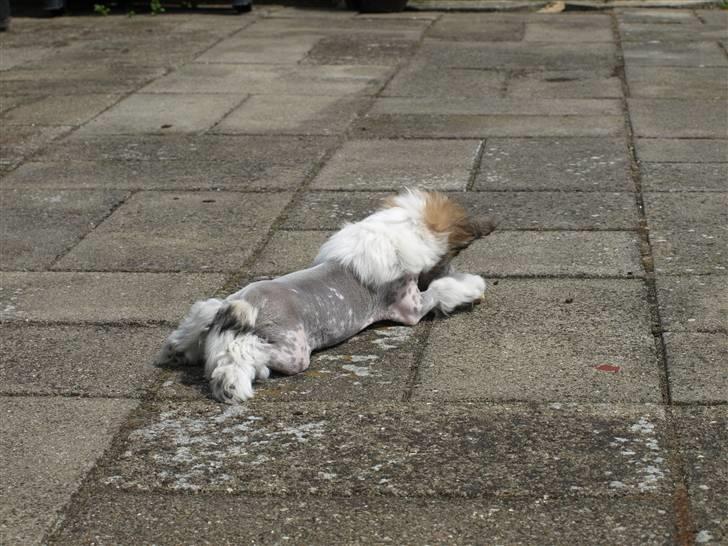 Chinese crested hårløs Dee-Dee - ja, sådan ser man ud når man flader ud billede 8