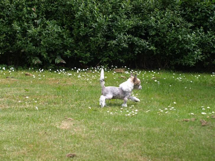 Chinese crested hårløs Dee-Dee - flot stil ikk billede 10