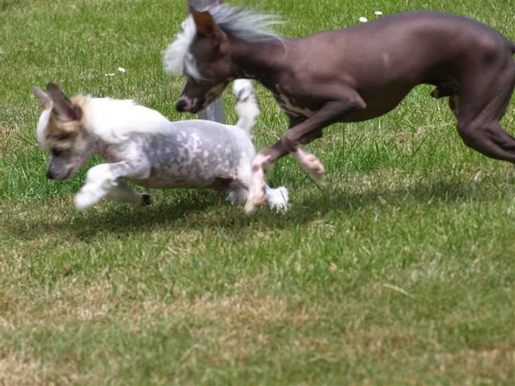 Chinese crested hårløs Yin- Shing.Sun - kan du så blive her din frække lillebror billede 12