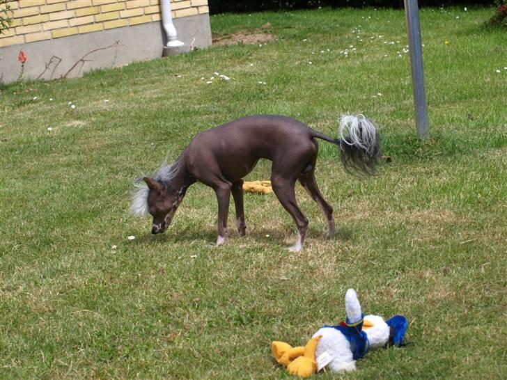 Chinese crested hårløs Yin- Shing.Sun - så skal der lige snuses lidt billede 13