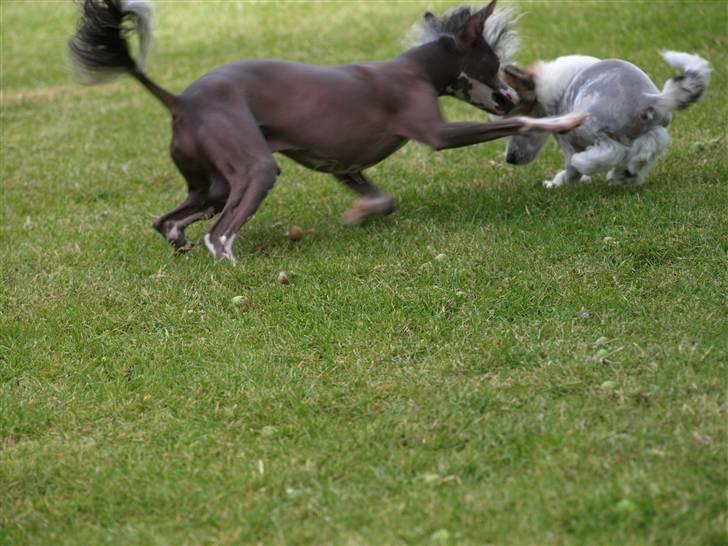 Chinese crested hårløs Yin- Shing.Sun - han er altså fræk den lille laban, mén jeg skal nok få ham afrettet billede 14