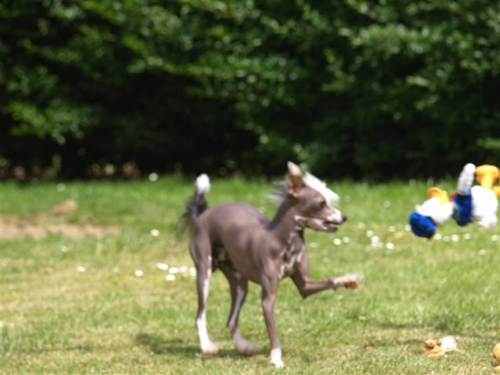 Chinese crested hårløs Yin- Shing.Sun - så er der vist ikke noget der hedder Anders And mere,  billede 15