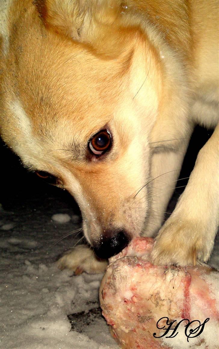 Islandsk fårehund Sasja billede 1