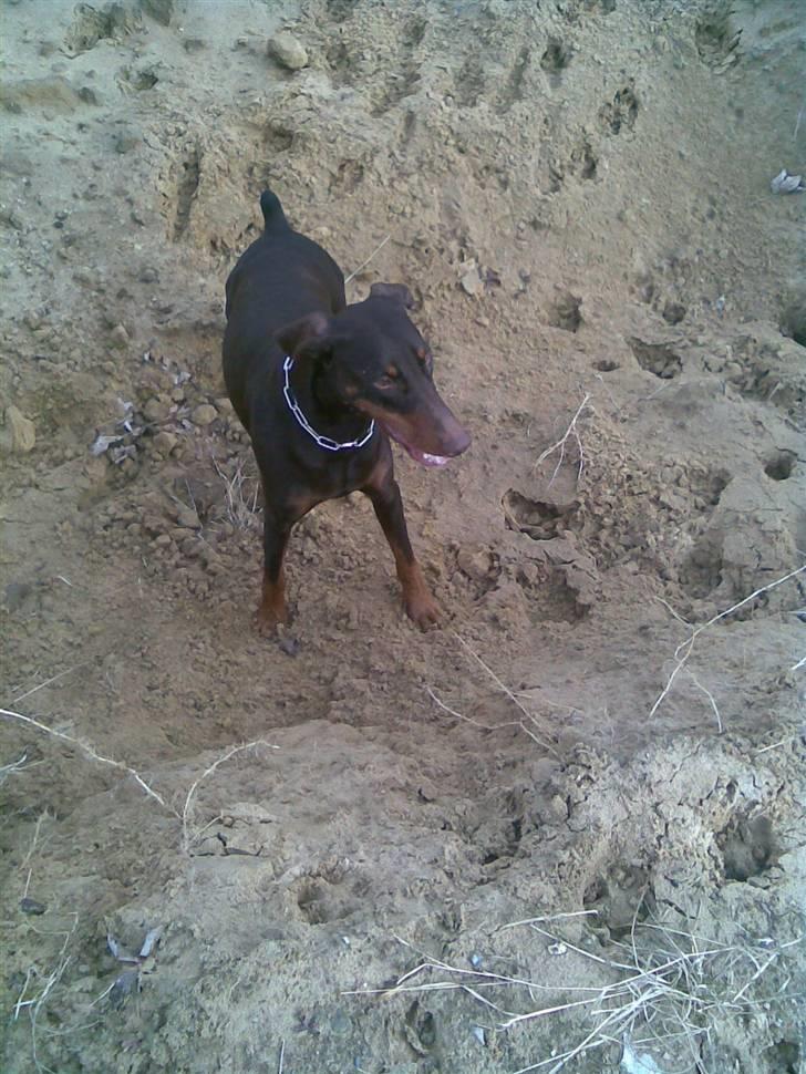 Dobermann Freja ***rip**** billede 11