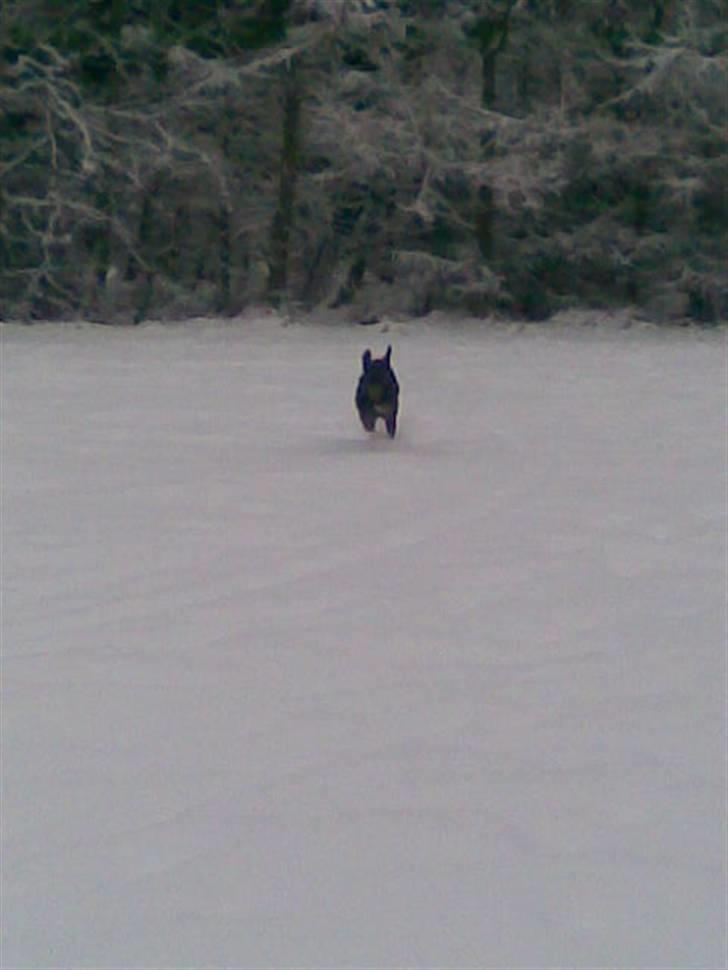 Dobermann Freja ***rip**** billede 12