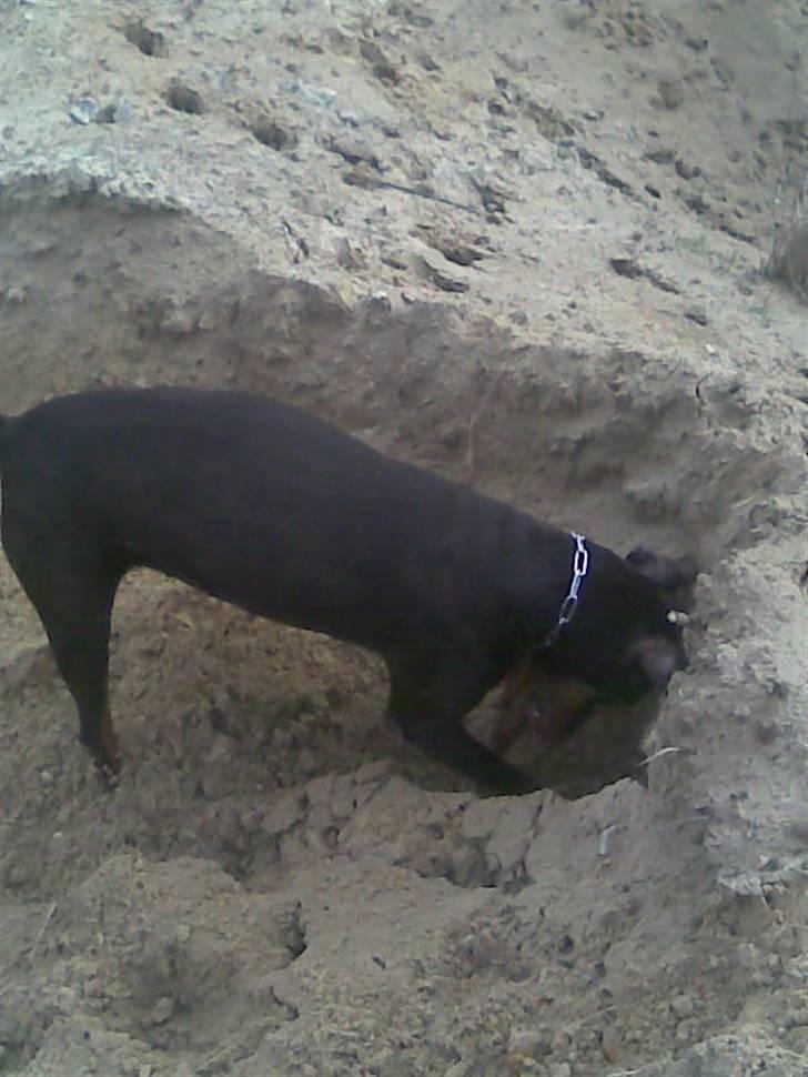 Dobermann Freja ***rip**** billede 13