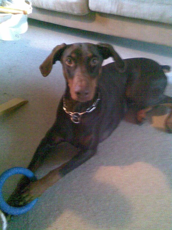 Dobermann Freja ***rip**** billede 14