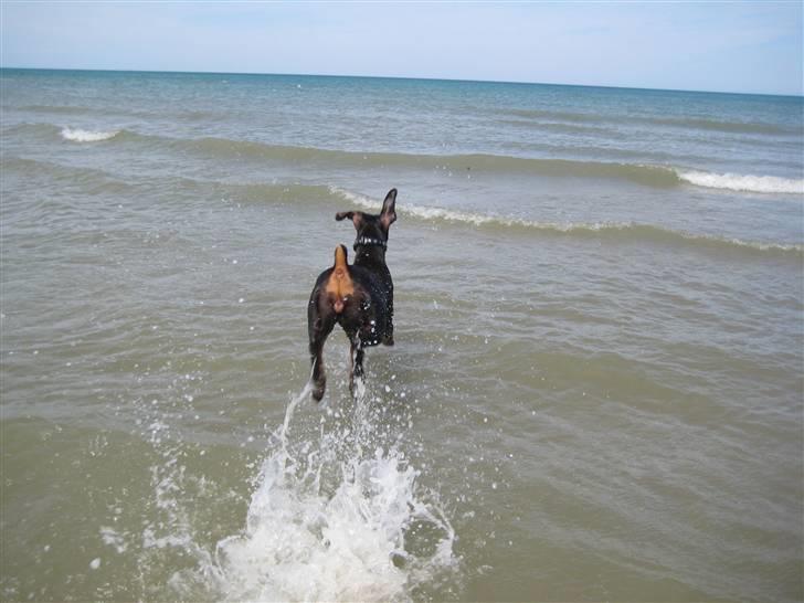 Dobermann Freja ***rip**** billede 15