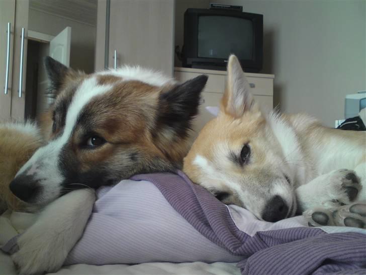 Islandsk fårehund Jack - Jack og hans lille kæreste Sasja ;) billede 9