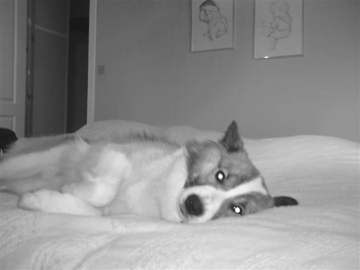 Islandsk fårehund Jack billede 10