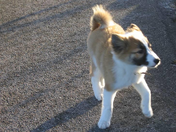 Islandsk fårehund Jack billede 11