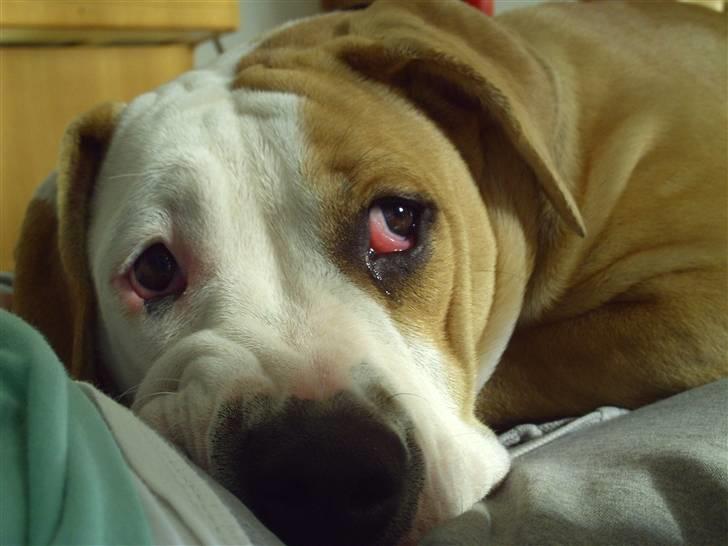 Amerikansk bulldog Cocoe - Hvem kan stå for de øjne? :) billede 7