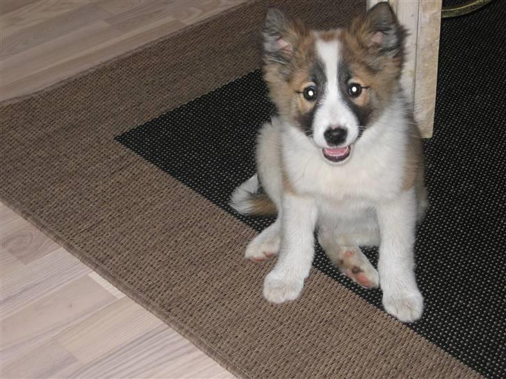 Islandsk fårehund Jack billede 12