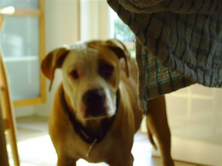 Amerikansk bulldog Cocoe - Hun er da uimodståelig!  billede 8