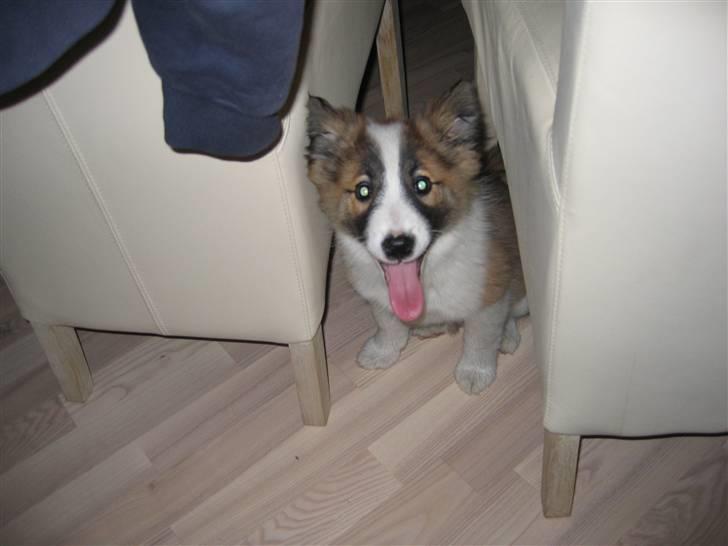 Islandsk fårehund Jack billede 13