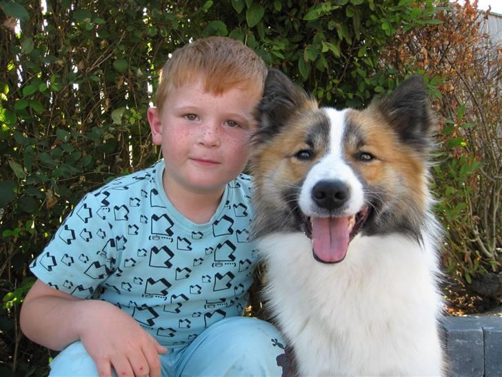 Islandsk fårehund Jack billede 14