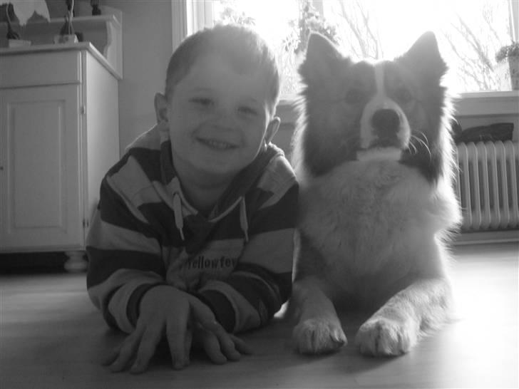 Islandsk fårehund Jack billede 15