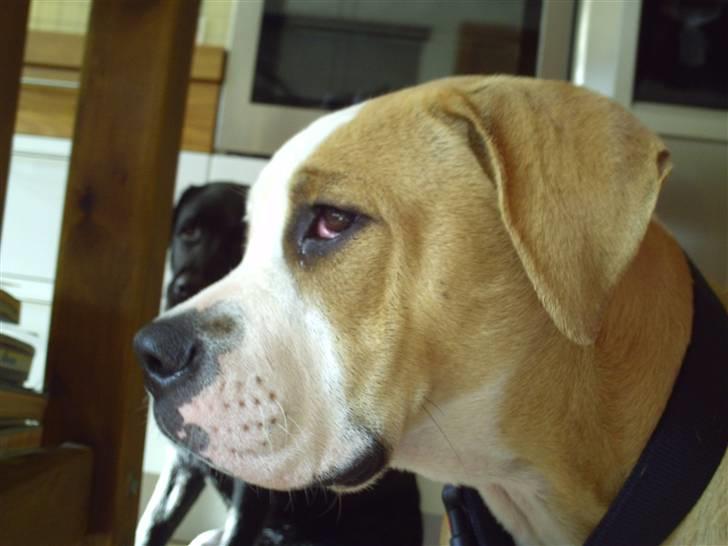 Amerikansk bulldog Cocoe billede 9